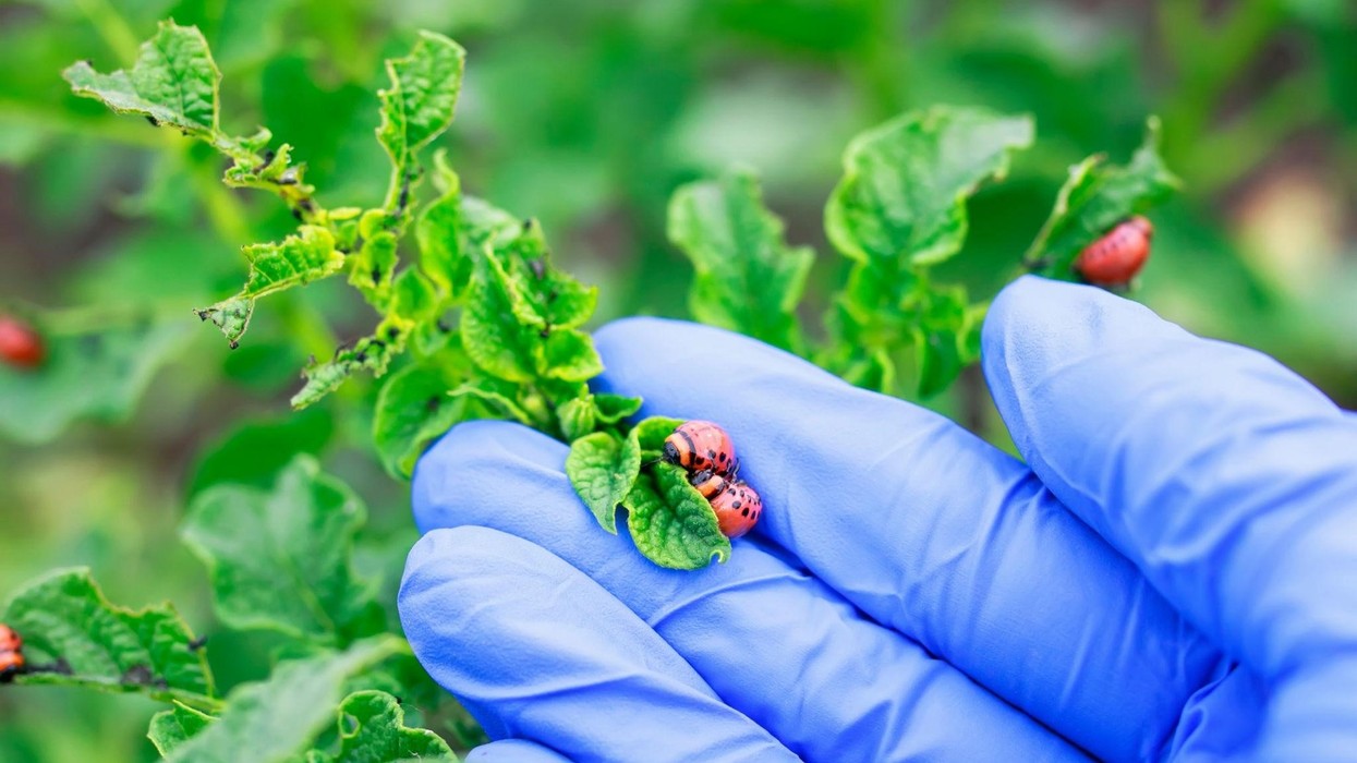 Natural ways to keep the potato beetle away this season