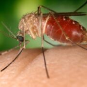 Mushkonjë e llojit Culex quinquefasciatus, bartëse e njohur e virusit të Nilit Perëndimor, mbi një gisht njeriu