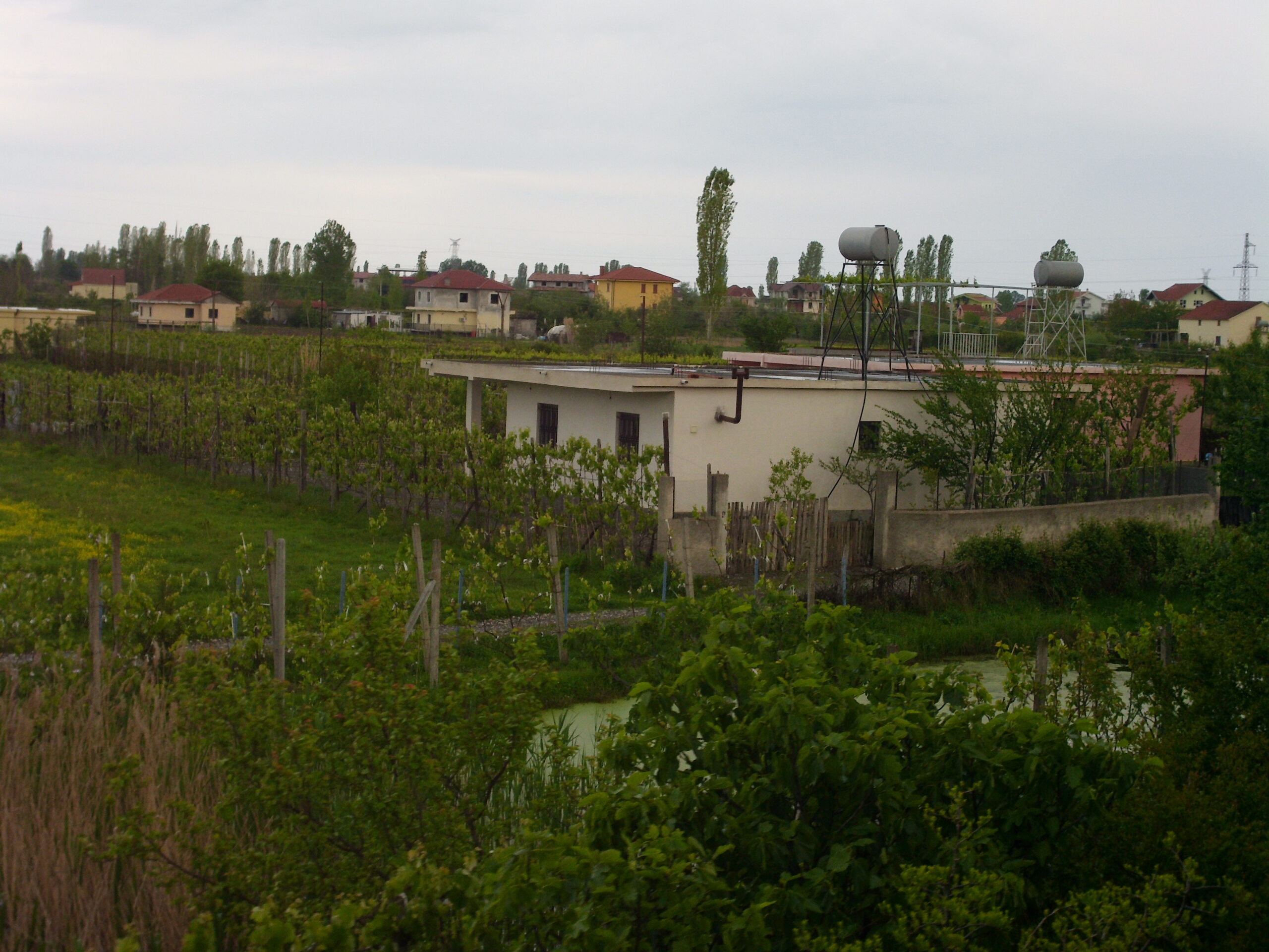 Zjarr i madh në Kalivaç të Lezhës, flakët afrohen pranë zonës së banuar